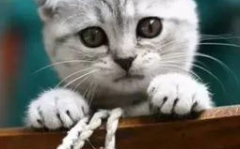娱乐吃瓜君折耳猫原视频,折耳猫原视频背后的故事