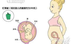 怀孕五个月男胎儿图,“怀孕五个月男胎儿发育特点与生活变化解析”