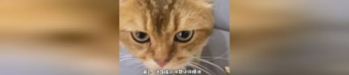 猫发出咕噜咕噜的声音是什么意思,揭秘它们的内心世界