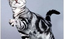 虎斑猫,魅力与护理指南