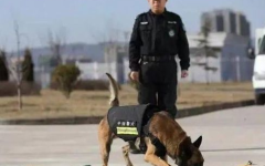 54只淘汰警犬被拍卖,54只警犬新归宿，起拍价200元引发关注