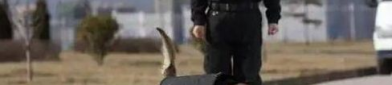 54只淘汰警犬被拍卖,54只警犬新归宿，起拍价200元引发关注