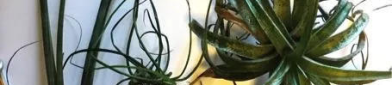 十大网红绿植有哪些品种,十大网红绿植品种大盘点